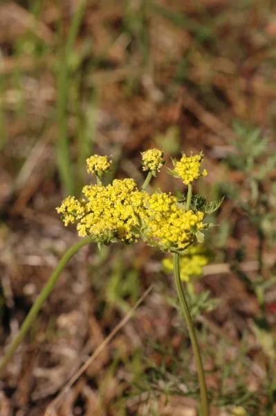 Lomatium macrocarpum