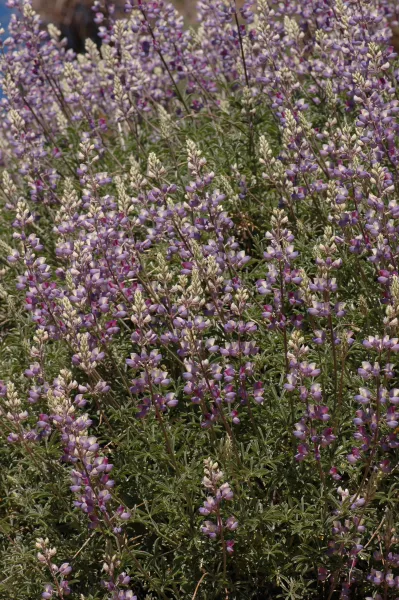 Lupinus albifrons