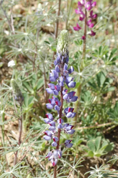 Lupinus benthamii