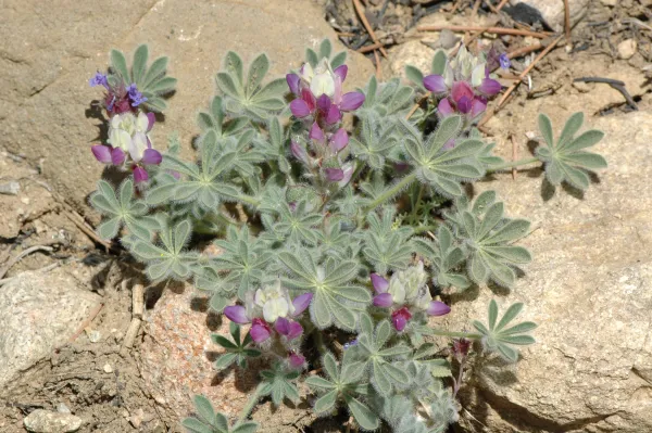 Lupinus concinnus