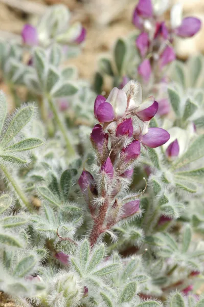 Lupinus concinnus