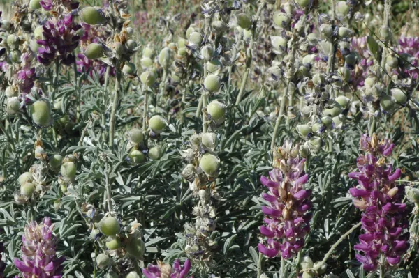 Lupinus formosus