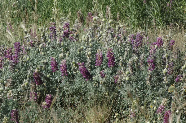 Lupinus formosus