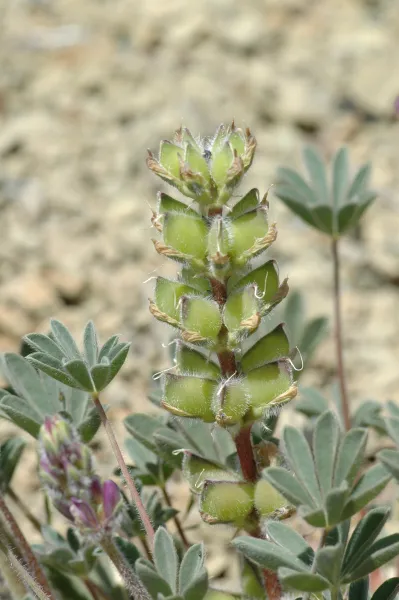 Lupinus microcarpus var. microcarpus