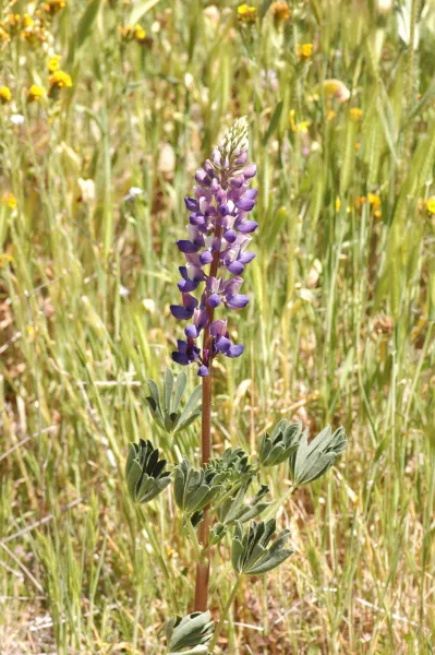 Lupinus succulentus
