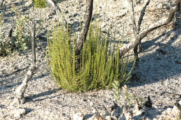 Adenostoma fasciculatum strump sprouts after Tea Fire