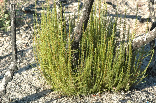Adenostoma fasciculatum strump sprouts after Tea Fire