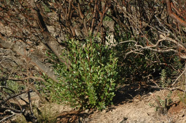 Stump sprouts after Tea Fire