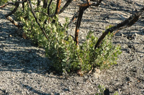Strump sprouts after Tea Fire