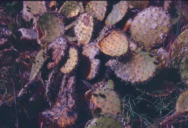close-up of prickly pear cactus paddles effected by cochineal insects