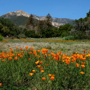 poppies in bloom at the edge of the Meadow