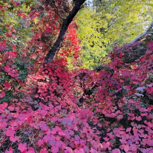Grape vines in the Canyon