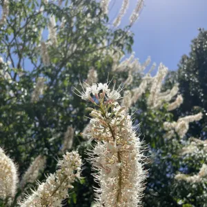 Buckeye flower close-up