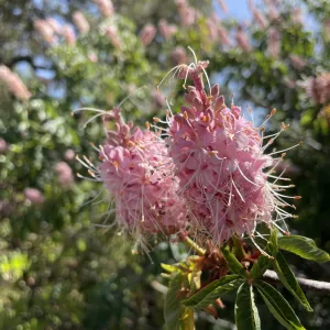 Buckeye flower close-up