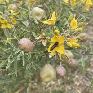 Bladderpod