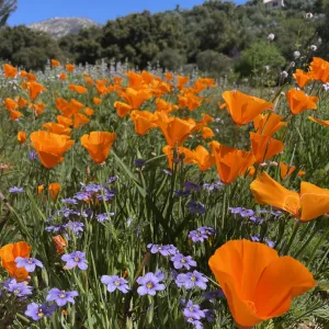Poppies and Blue-eyed grass in the Santa Barbara Botanic Garden Meadow