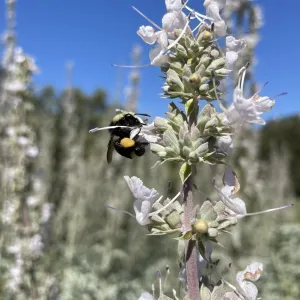 bumble bee pollinating white sage