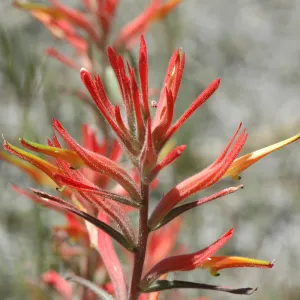 Castilleja affinis subsp. affinis
