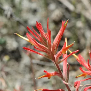 Castilleja affinis subsp. affinis