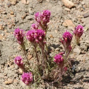 Castilleja exserta subsp. venusta