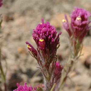 Castilleja exserta subsp. venusta