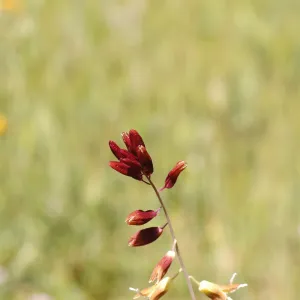 Caulanthus coulteri var. lemmonii