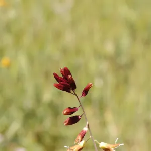 Caulanthus coulteri var. lemmonii
