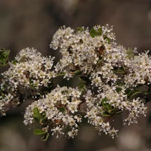 Ceanothus cuneatus