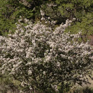 Ceanothus cuneatus