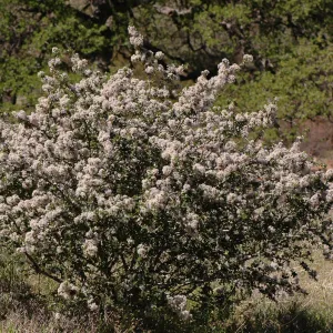 Ceanothus cuneatus