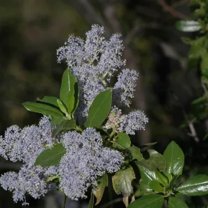 Ceanothus spinosus
