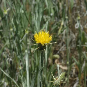 Centaurea solstitialis