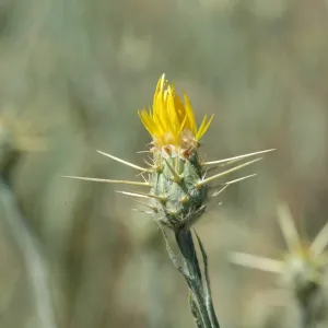 Centaurea solstitialis