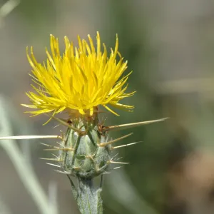 Centaurea solstitialis