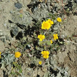 Chaenactis glabriuscula var. glabriuscula