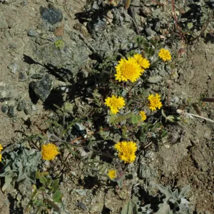 Chaenactis glabriuscula var. glabriuscula