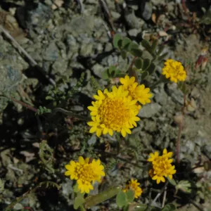 Chaenactis glabriuscula var. glabriuscula