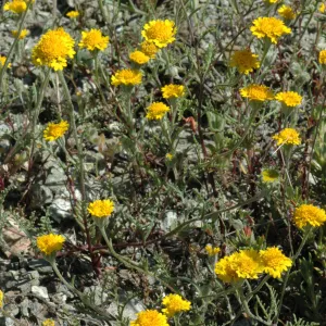 Chaenactis glabriuscula var. glabriuscula