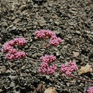 Chorizanthe staticoides