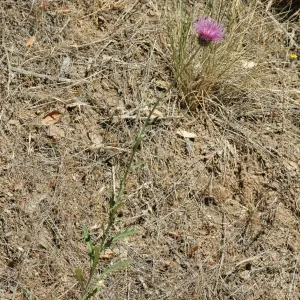 Cirsium occidentale var. californicum