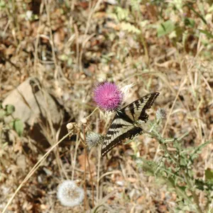 Cirsium occidentale var. californicum, Swallowtail butterfly