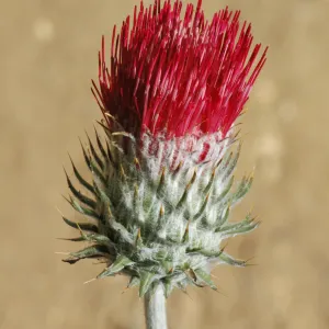 Cirsium occidentale var. venustum