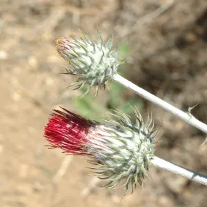 Cirsium occidentale var. venustum