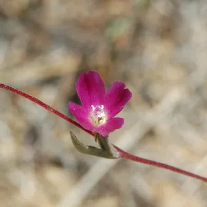 Clarkia purpurea ssp. quadrivulnera