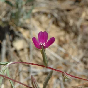 Clarkia purpurea ssp. quadrivulnera