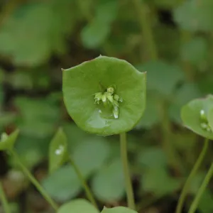 Claytonia perfoliata