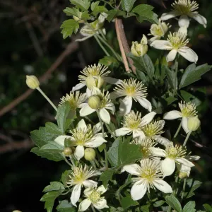 Clematis lasiantha