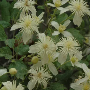 Clematis lasiantha