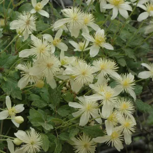 Clematis lasiantha