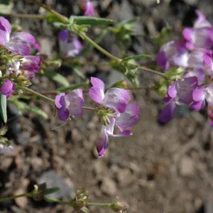 Collinsia bartsiifolia var. davidsonii
